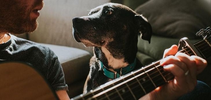 Pet Stories, dog, guitar