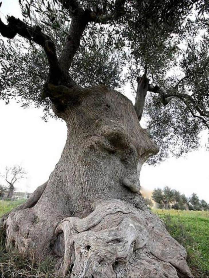 Poignant Photos with Fascinating Backstories, the thinking tree