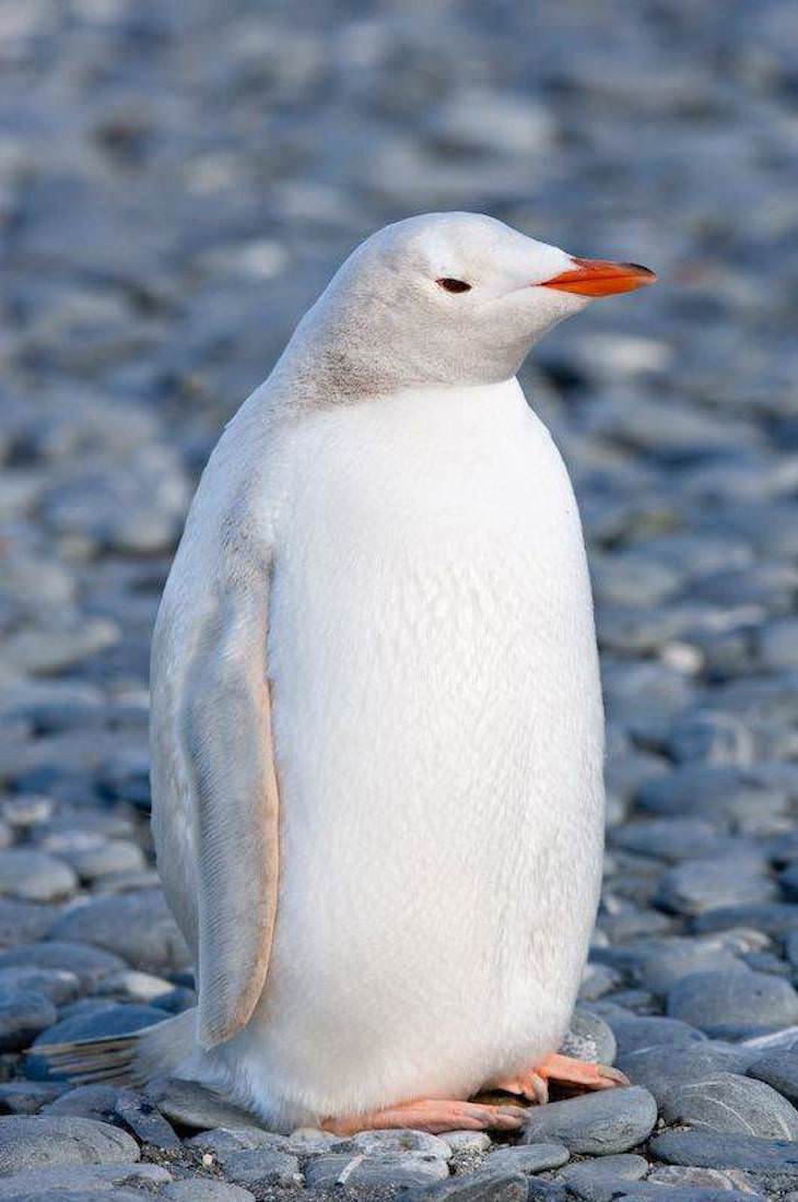 Poignant Photos with Fascinating Backstories, Rare albino penguin