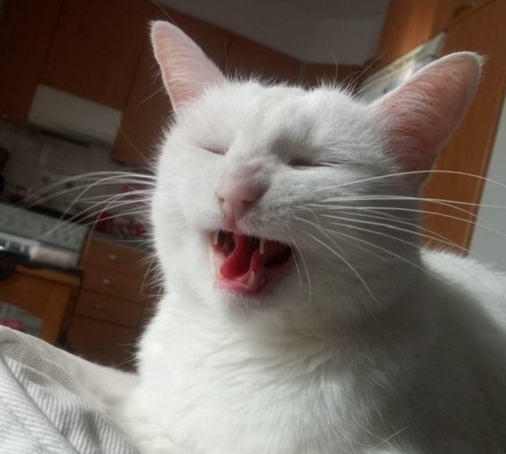 Pet Stories, cat sneezing