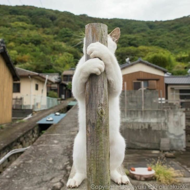 Tokyo's Stray Cats Captured in Funny Moments, hiding behind pole