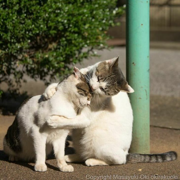 Tokyo's Stray Cats Captured in Funny Moments, hugging