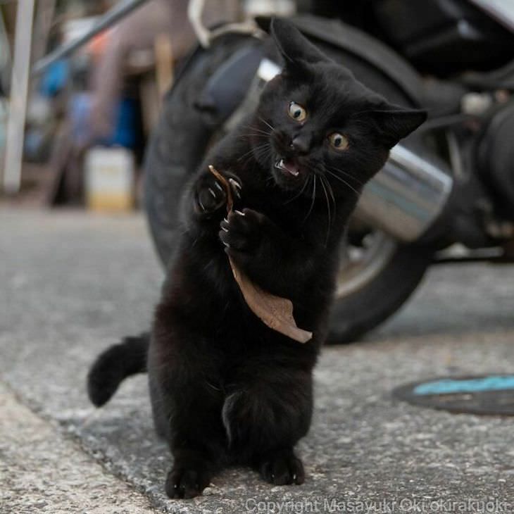 Tokyo's Stray Cats Captured in Funny Moments, shocked face