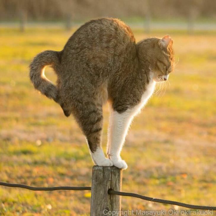 Tokyo's Stray Cats Captured in Funny Moments, standing on pole
