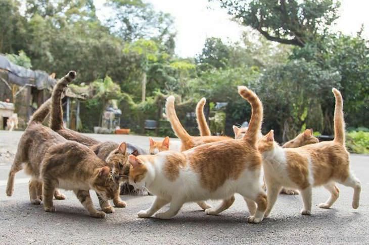 Tokyo's Stray Cats Captured in Funny Moments, two groups