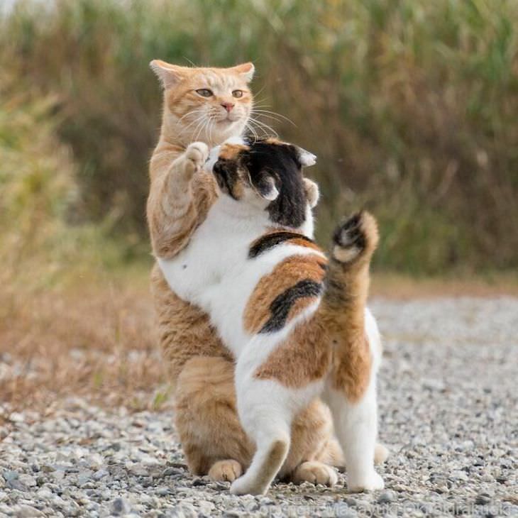 Tokyo's Stray Cats Captured in Funny Moments, funny hug