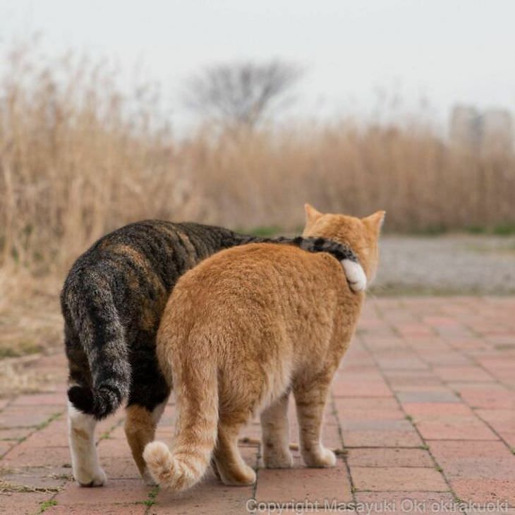 Tokyo's Stray Cats Captured in Funny Moments, embrace