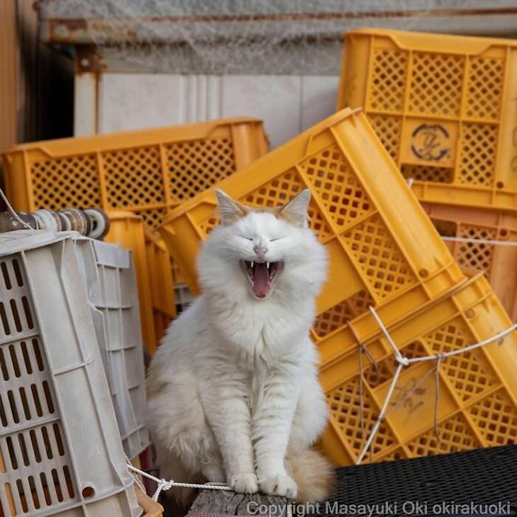 Tokyo's Stray Cats Captured in Funny Moments, yawn