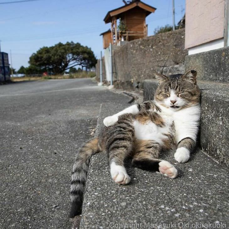 Tokyo's Stray Cats Captured in Funny Moments, sleeping in the sun