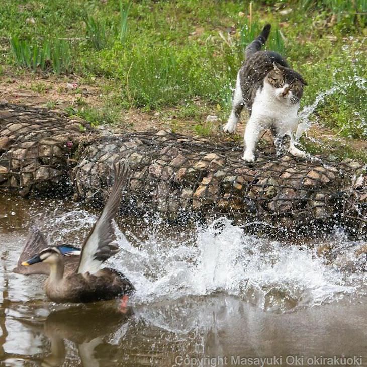 Tokyo's Stray Cats Captured in Funny Moments, duck splashing
