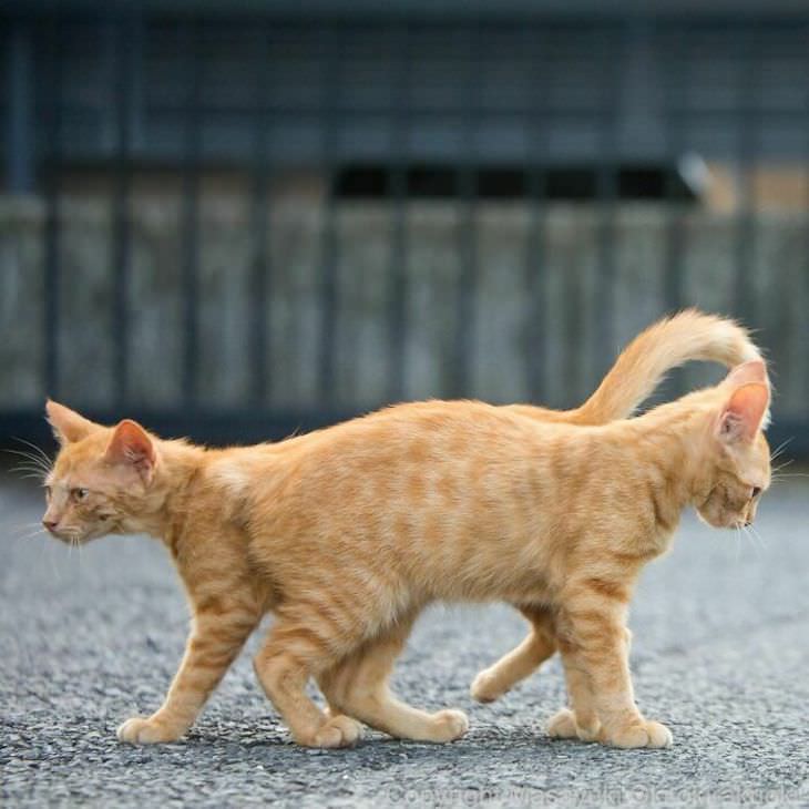 Tokyo's Stray Cats Captured in Funny Moments, two headed