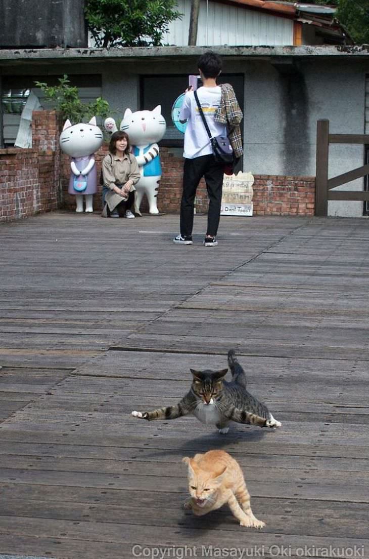 Tokyo's Stray Cats Captured in Funny Moments, fighting