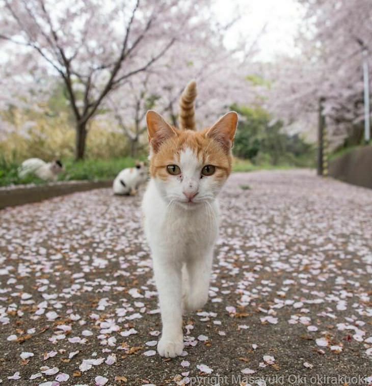 Tokyo's Stray Cats Captured in Funny Moments, cat and cherry blossom background