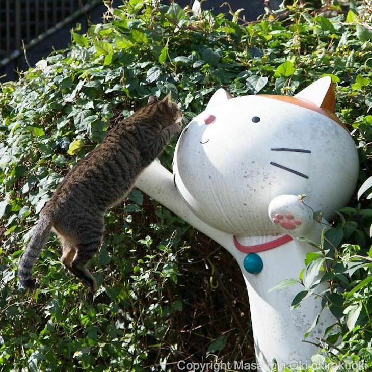 Tokyo's Stray Cats Captured in Funny Moments, cat jumping on cat statue