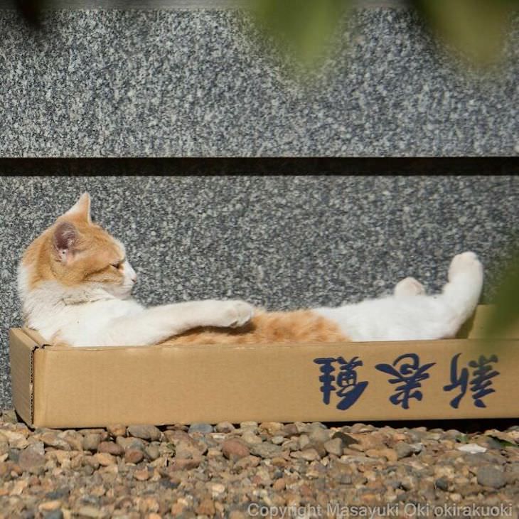 Tokyo's Stray Cats Captured in Funny Moments, relaxing