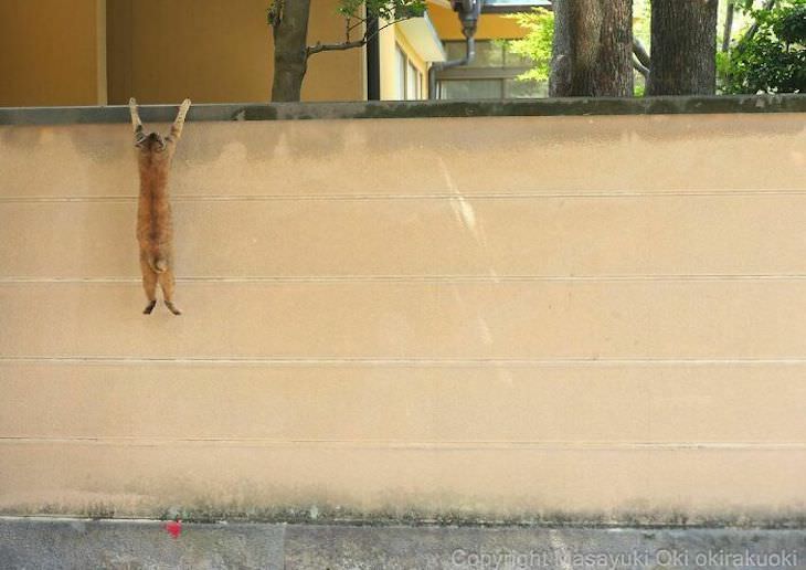 Tokyo's Stray Cats Captured in Funny Moments, hanging on the wall