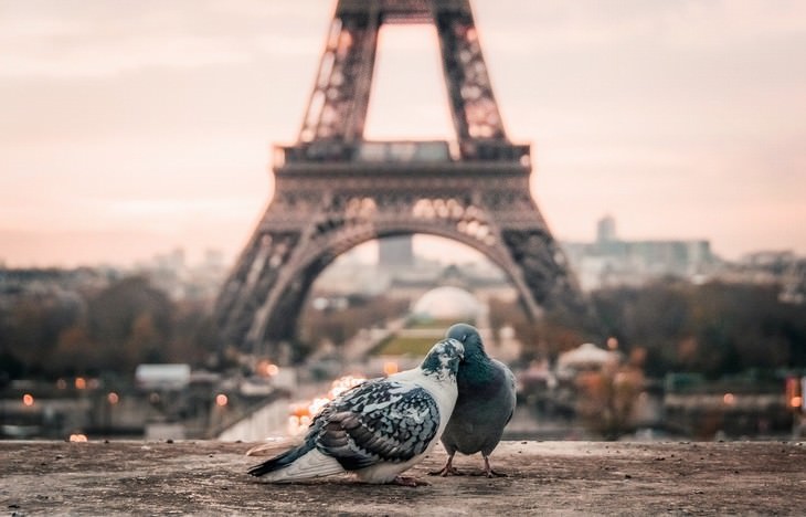 Valentine’s Traditions in the World pidgins cuddling in front of the Eiffel tower