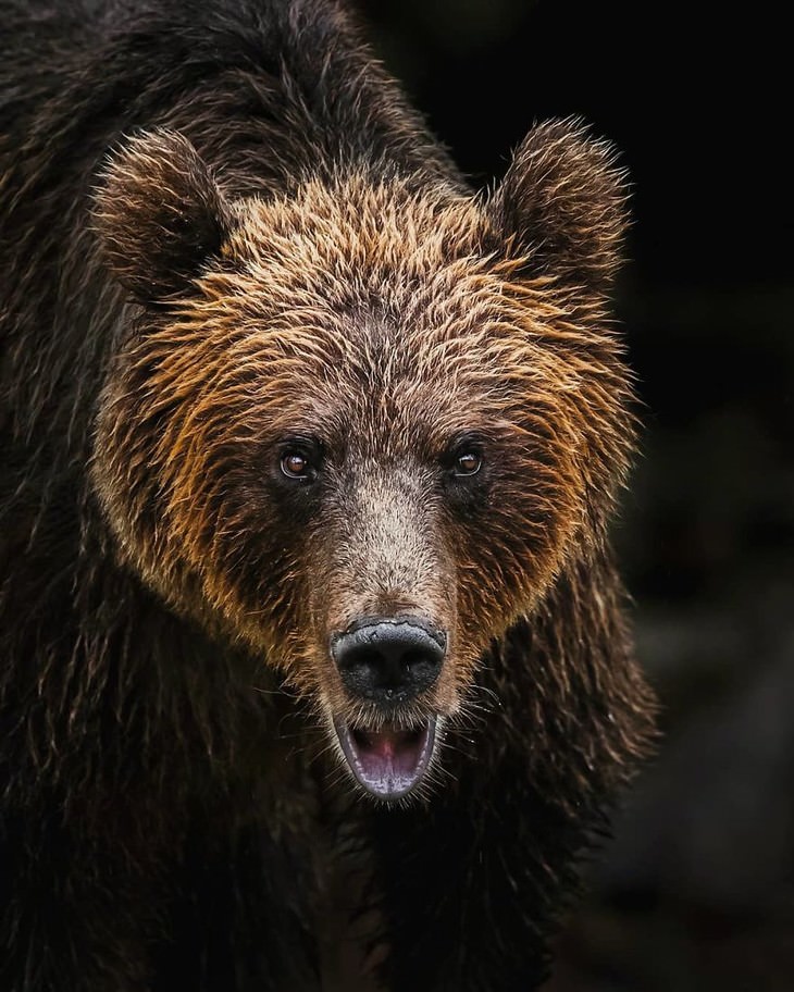 Ossi Saarinen animal photography brown bear