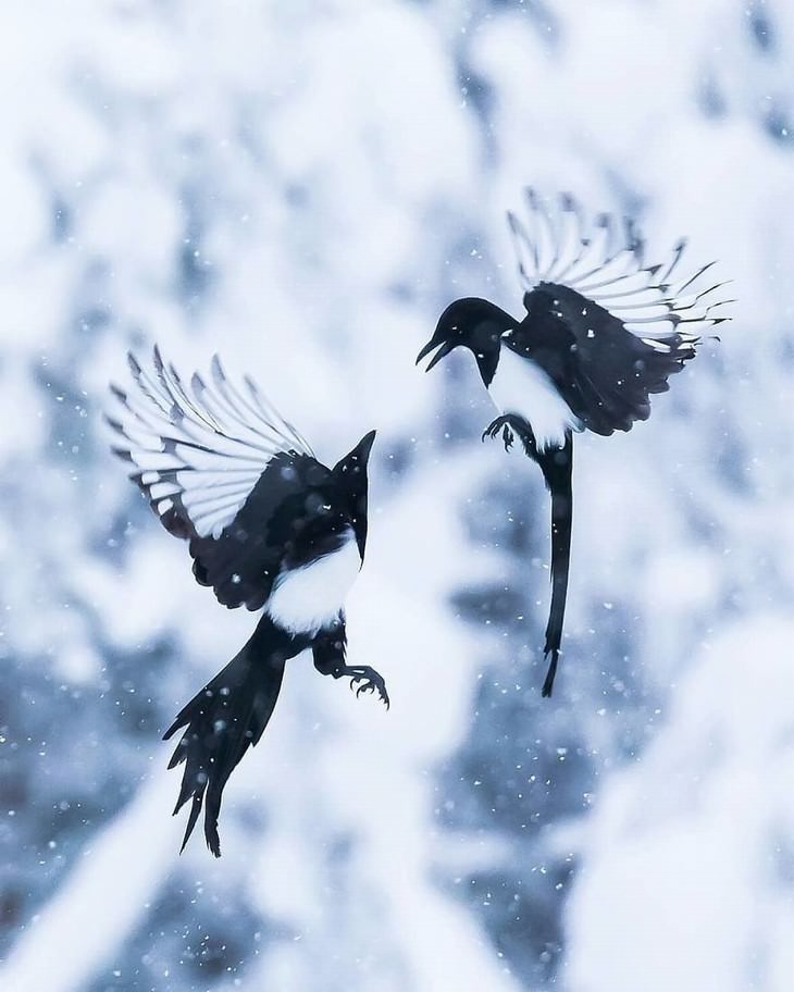 Ossi Saarinen animal photography birds hovering