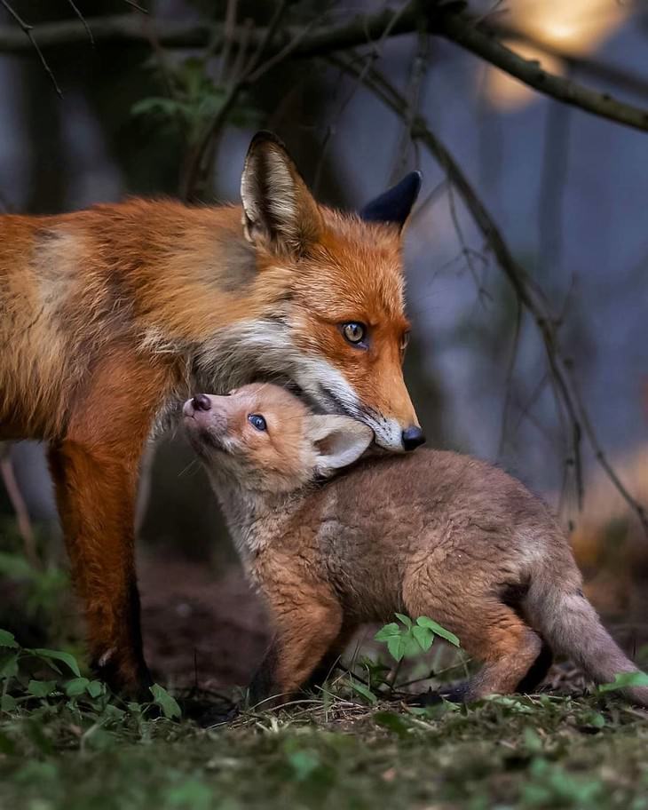 Ossi Saarinen animal photography mother and small fox