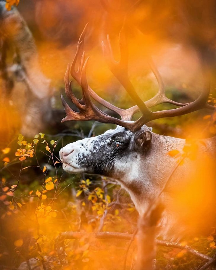 Ossi Saarinen animal photography reindeer