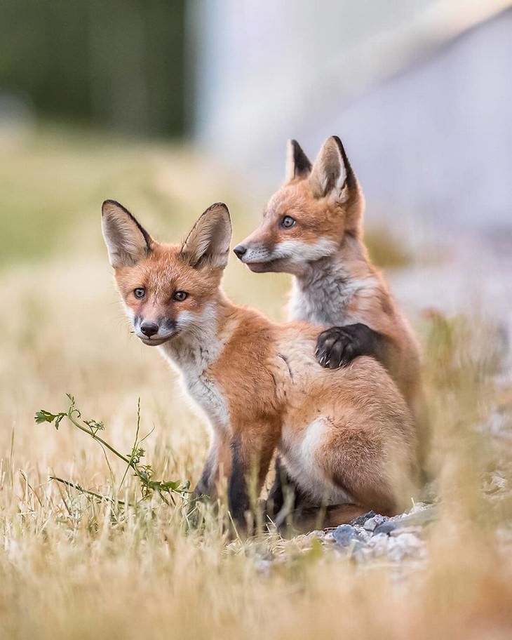 Ossi Saarinen animal photography fox cubs