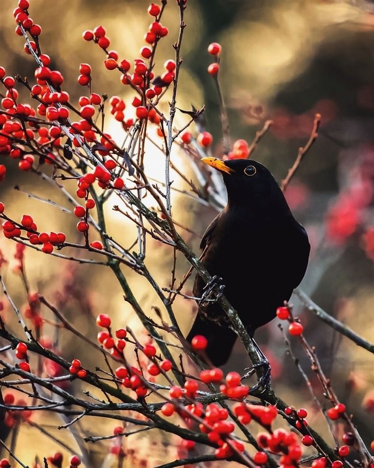Ossi Saarinen animal photography black bird and red berries