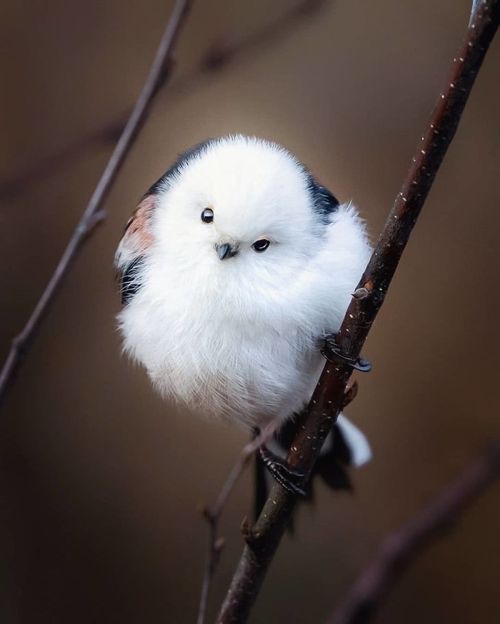 Ossi Saarinen animal photography puffy bird