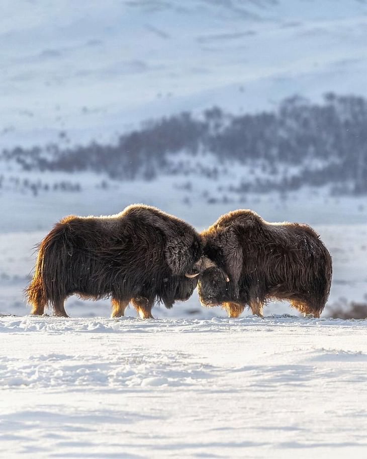 Ossi Saarinen animal photography bison