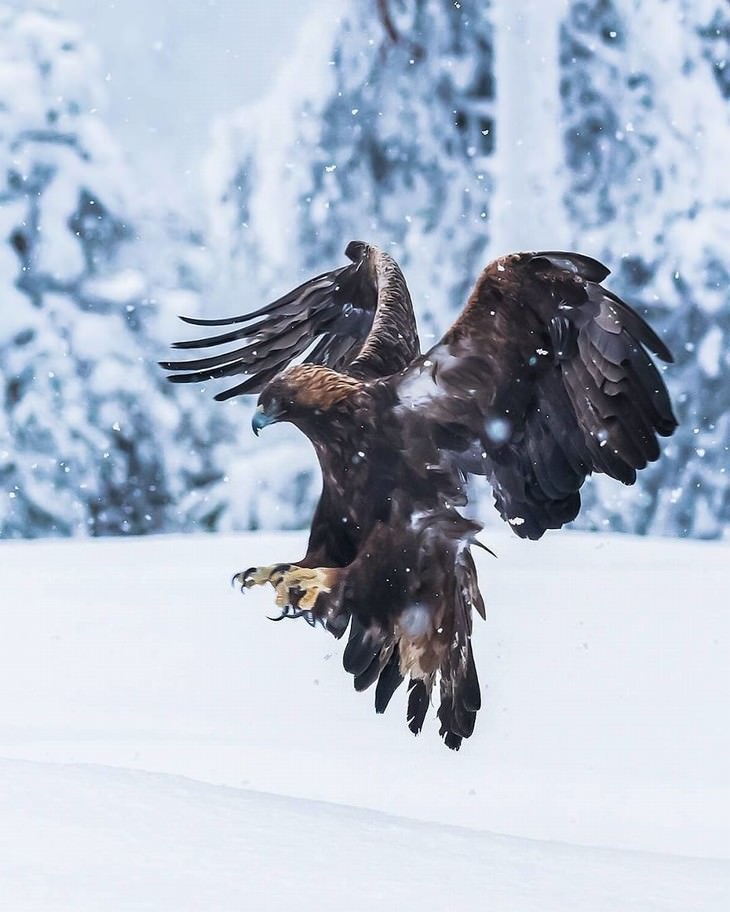 Ossi Saarinen animal photography eagle