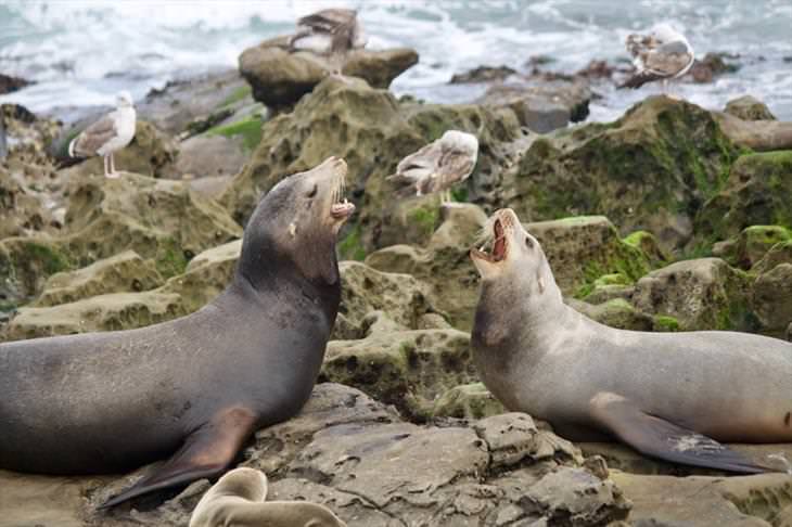 15 Cute Photos of Seals in the Wild