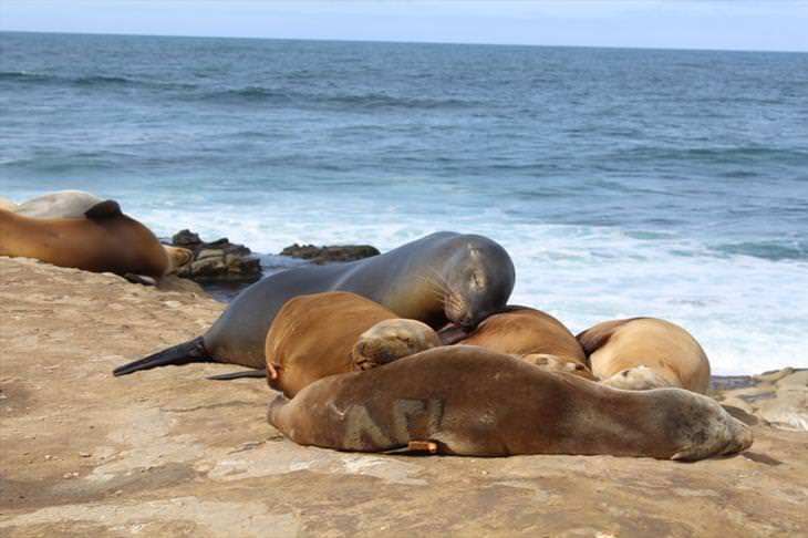 15 Cute Photos of Seals in the Wild