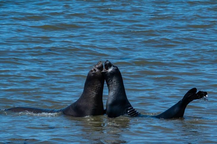 15 Cute Photos of Seals in the Wild