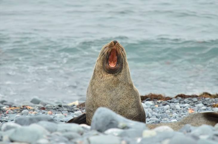 15 Cute Photos of Seals in the Wild