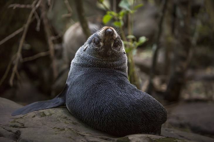 15 Cute Photos of Seals in the Wild