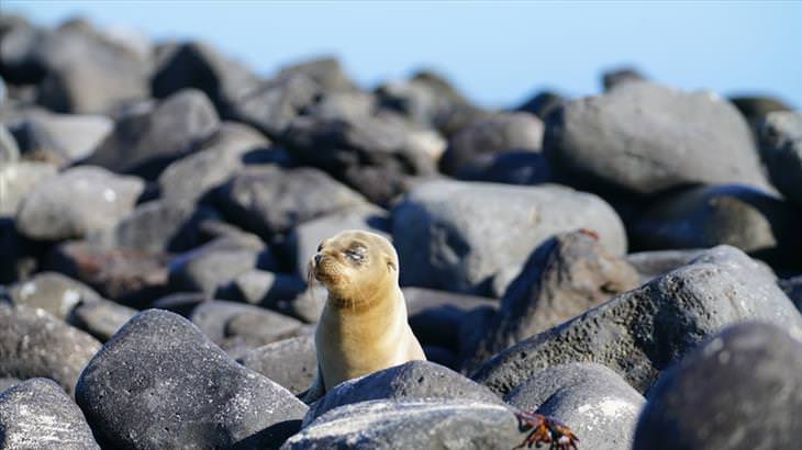15 Cute Photos of Seals in the Wild