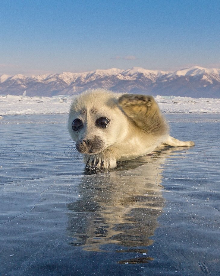 15 Cute Photos of Seals in the Wild