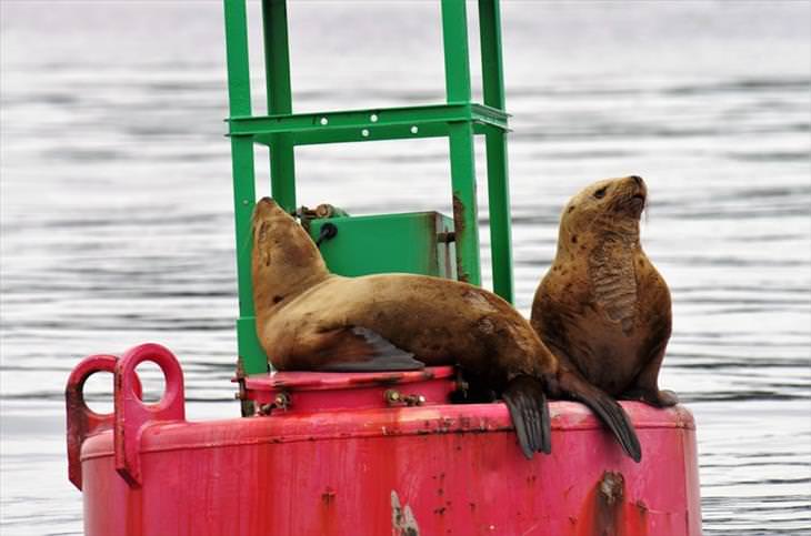 15 Cute Photos of Seals in the Wild