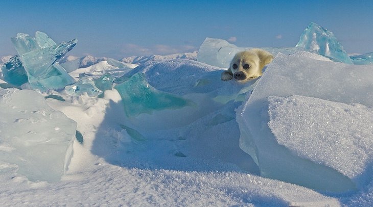 15 Cute Photos of Seals in the Wild