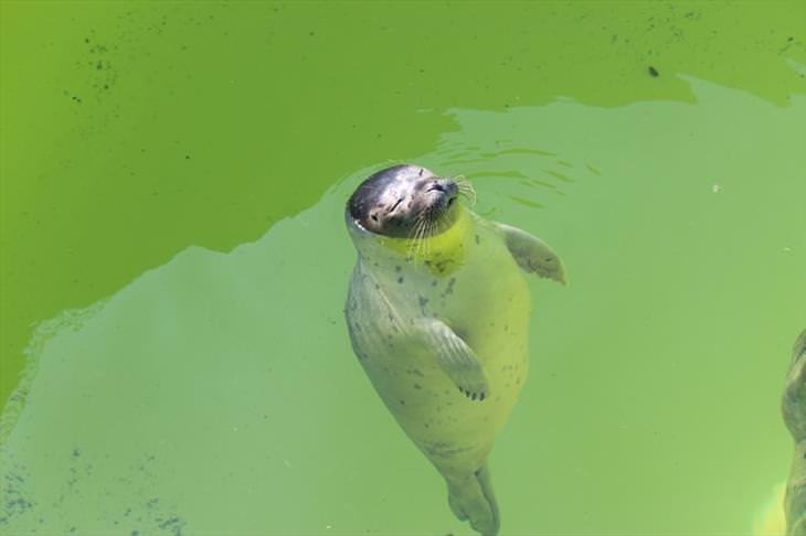 15 Cute Photos of Seals in the Wild