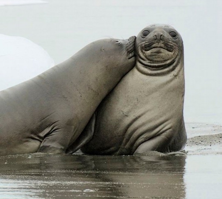 15 Cute Photos of Seals in the Wild