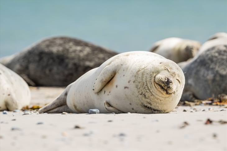 15 Cute Photos of Seals in the Wild