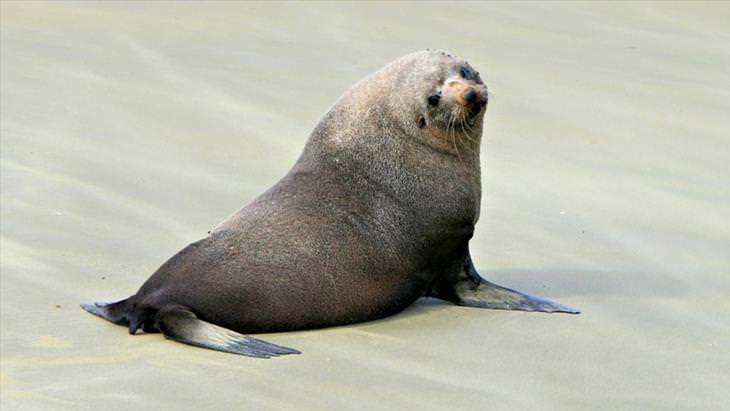 15 Cute Photos of Seals in the Wild