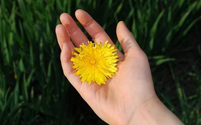 מבחן אישיות: יד אוחזת בפרח