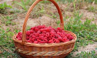 berries in a basket
