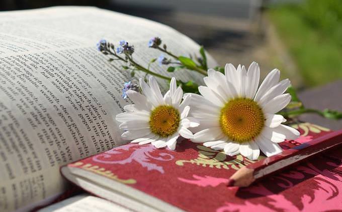 open book with a flower on top