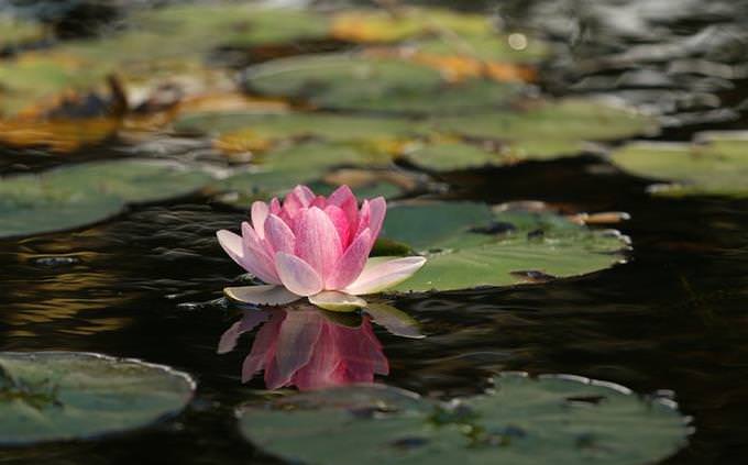 מבחן אישיות: פרח צף במים