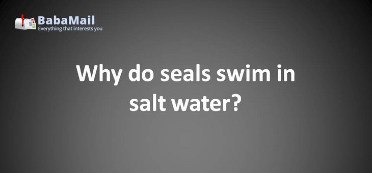 Animal puns: Why do seals swim in salt water? Because pepper water makes them sneeze!