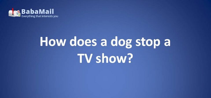 Animal puns: How does a dog stop a TV show? It presses paws.