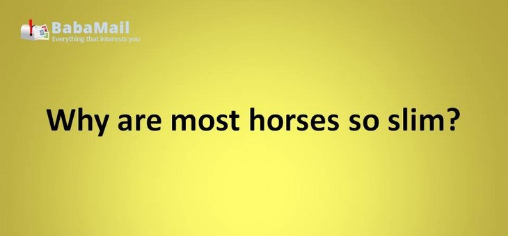 Animal puns: Why are most horses so slim? Because they are on a stable diet!
